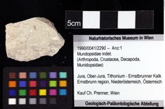 Foto (Objket + Etiketten) von Mundopsidae indet. 